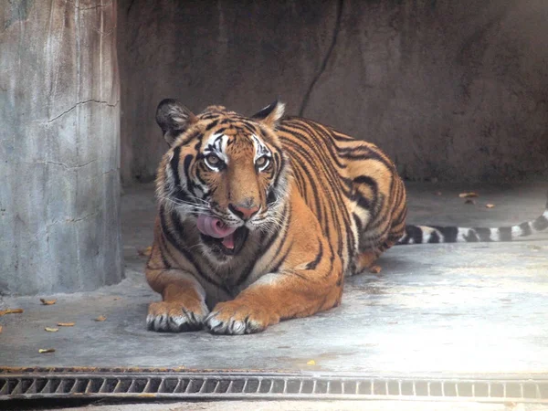 Royal bengal tiger på nära håll — Stockfoto