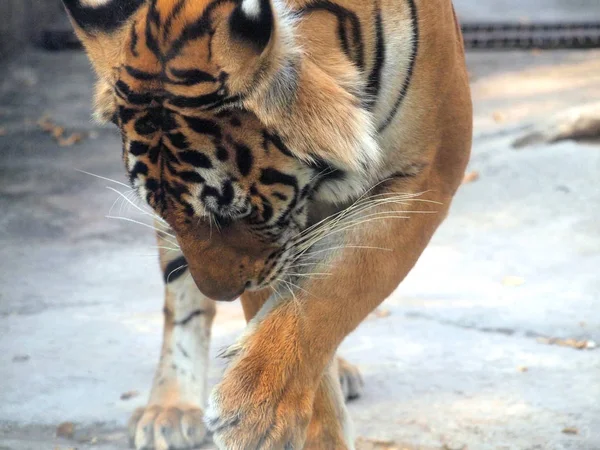 Tigre real de bengala — Fotografia de Stock