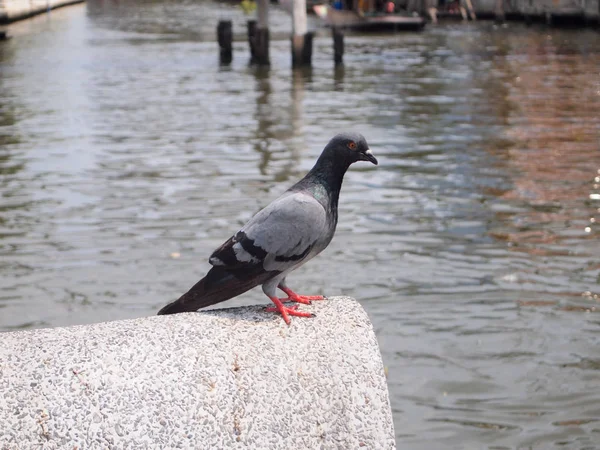 Pigeon animal close up — Stock Photo, Image
