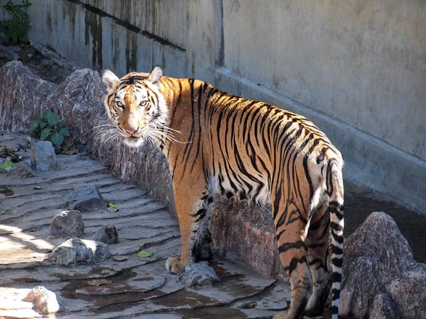 Royal bengálského tygra Detailní záběr — Stock fotografie