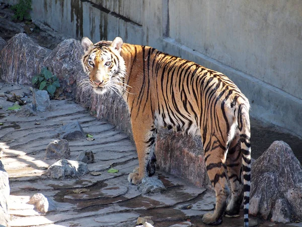 Tigre de bengala real — Foto de Stock