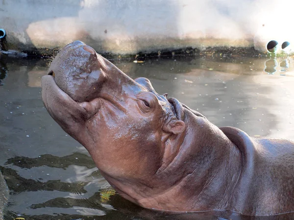 Tiro na cabeça de Hippopótamo — Fotografia de Stock