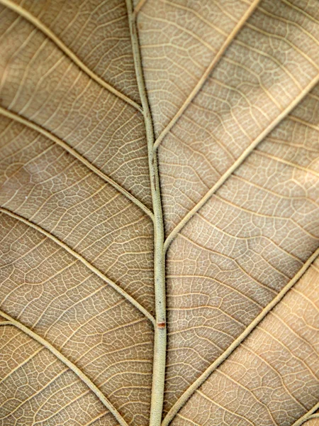 Dry brown leaf texture — Stock Photo, Image