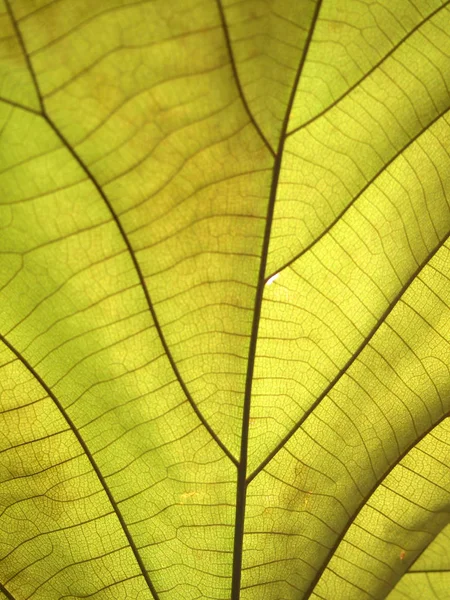 Foglia verde da vicino — Foto Stock