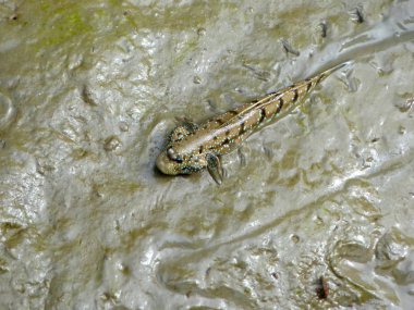 zıpzıpı veya amfibi balık