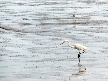 Küçük yiyecek bir şeyler bulmak için yürüyüş ak balıkçıl (Egretta garzetta)