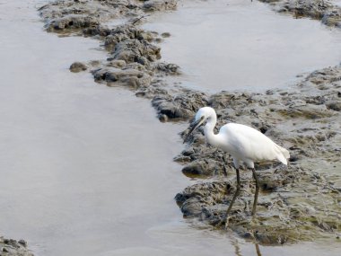 Küçük yiyecek bir şeyler bulmak için yürüyüş ak balıkçıl (Egretta garzetta)