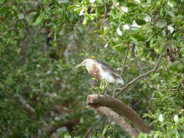 Çin heron av hayvan