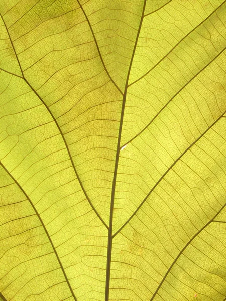 Folha verde perto — Fotografia de Stock