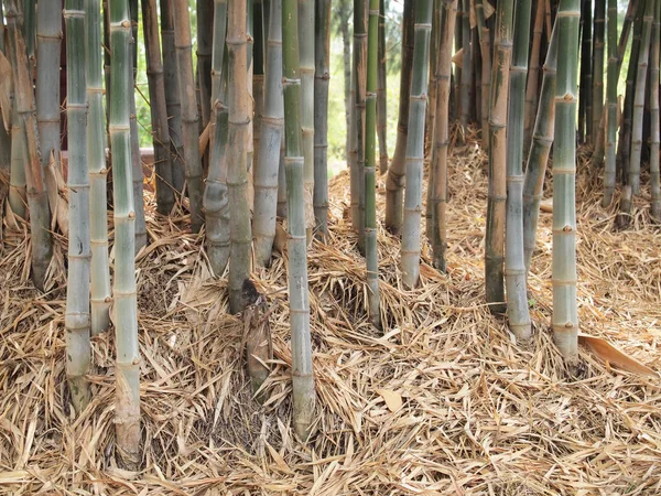 Bosque de bambú. Árboles de fondo dentro de la selva tropical — Foto de Stock