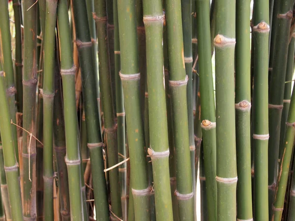Bosque de bambú. Árboles de fondo dentro de la selva tropical —  Fotos de Stock