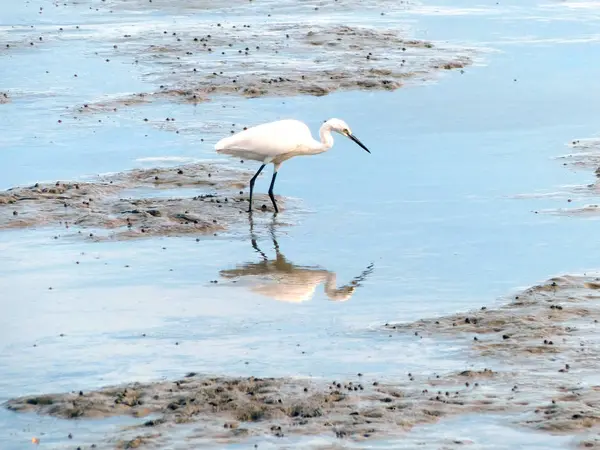 The Little Egret (Egretta garzetta) caminando para encontrar algo de comida — Foto de Stock