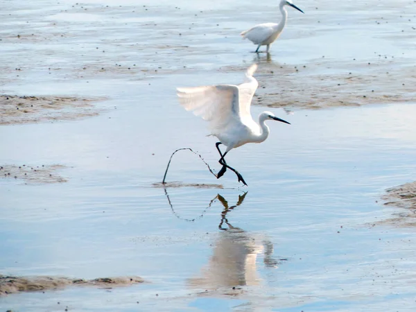 The Little Egret (Egretta garzetta) caminando para encontrar algo de comida — Foto de Stock