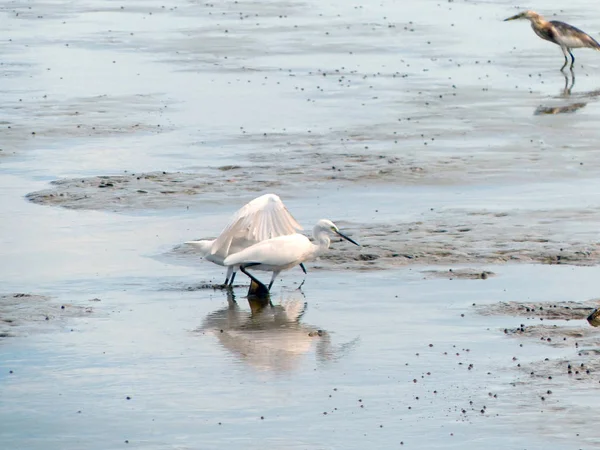 The Little Egret (Egretta garzetta) walking to find some food — Stock Photo, Image