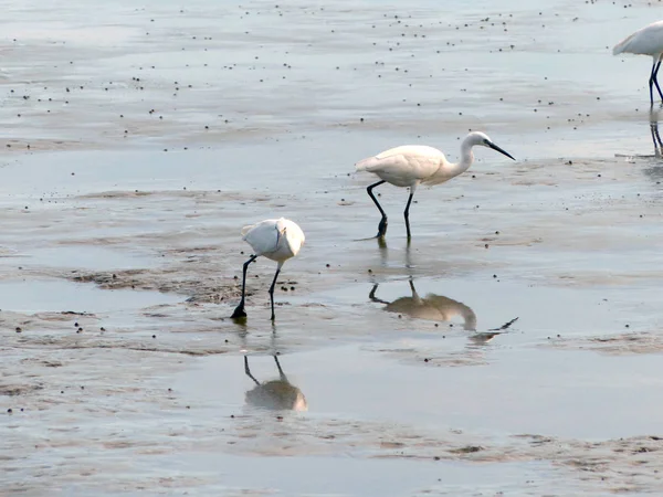 The Little Egret (Egretta garzetta) walking to find some food — Stock Photo, Image