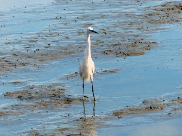 The Little Egret (Egretta garzetta) walking to find some food