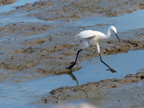 O pequeno Egret (Egretta garzetta) caminhando para encontrar alguma comida — Fotografia de Stock