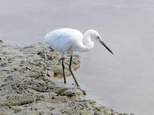 O pequeno Egret (Egretta garzetta) caminhando para encontrar alguma comida — Fotografia de Stock