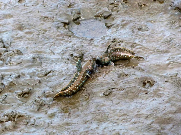 Mudskipper or Amphibious fish — Stock Photo, Image