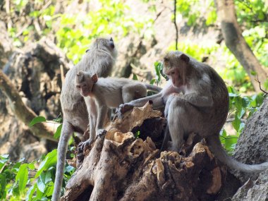 Taş üzerine oturan maymun
