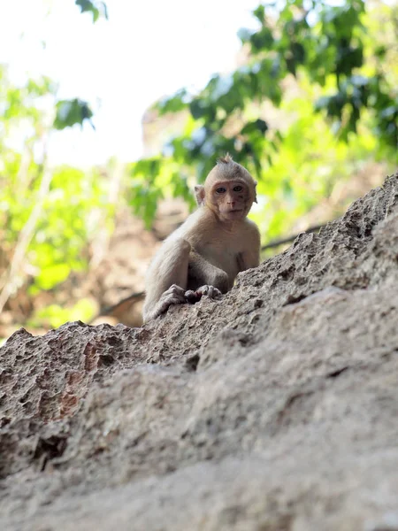 Małpa wspiąć się na kamień — Zdjęcie stockowe
