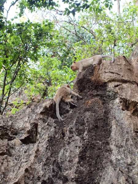 Apan klättra på sten — Stockfoto