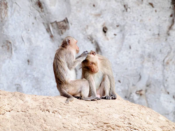 Tailandês asiático macaco selvagem fazendo várias atividades — Fotografia de Stock