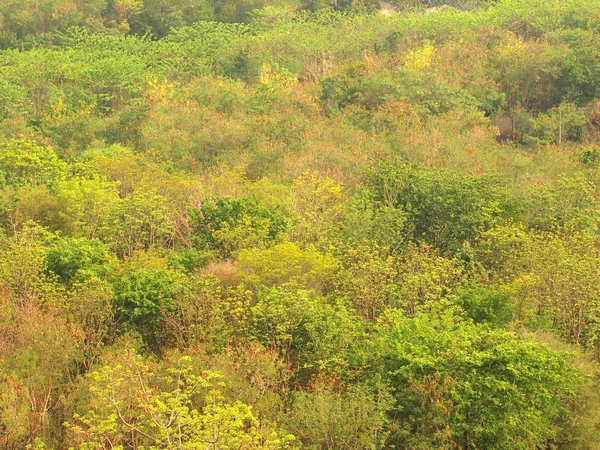 Grüner Wald Hintergrund aus nächster Nähe — Stockfoto