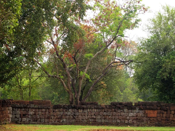 Красивое зеленое дерево со старой каменной стеной — стоковое фото
