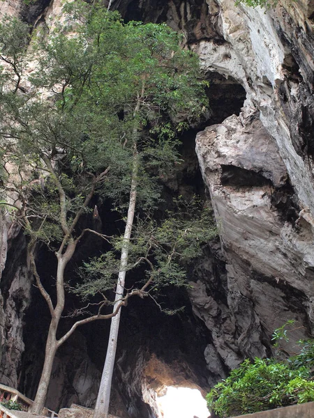 Drzewo w jaskini z bliska — Zdjęcie stockowe