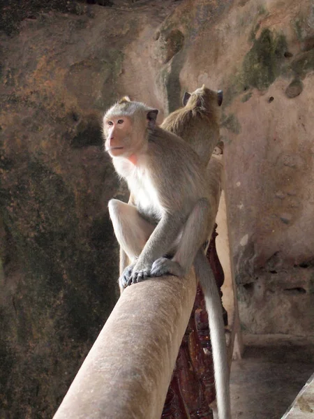 Мыслящая обезьяна крупным планом на лестнице — стоковое фото