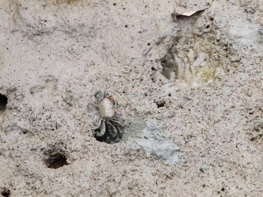 mangrov orman çamur Yengeç