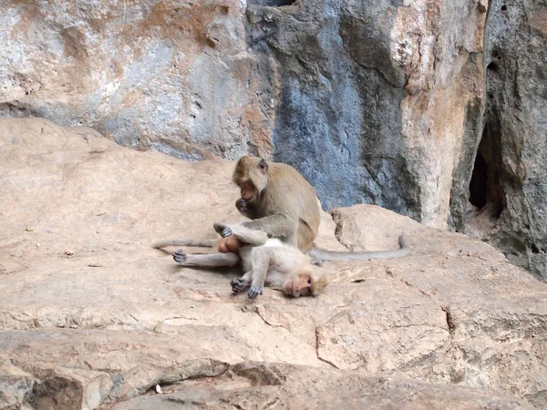 Thai Asiatica Scimmia Selvatica Facendo Varie Attività — Foto Stock