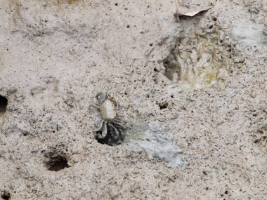 mangrov orman çamur Yengeç