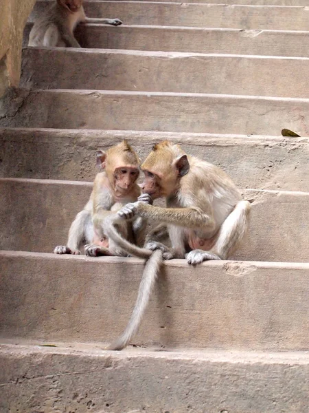 Tailandês asiático macaco selvagem fazendo várias atividades — Fotografia de Stock
