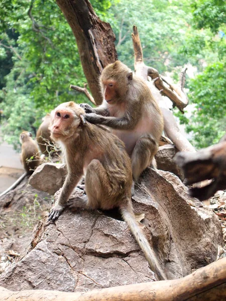 Tay Asya vahşi maymun çeşitli faaliyetler yapıyor — Stok fotoğraf