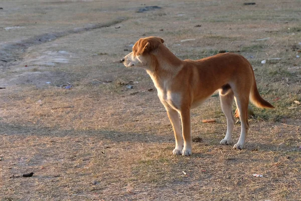 Närbild thai street dog — Stockfoto