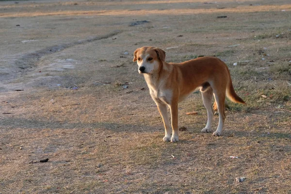 Närbild thai street dog — Stockfoto