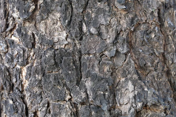 Textura de corteza de árbol de cerca — Foto de Stock