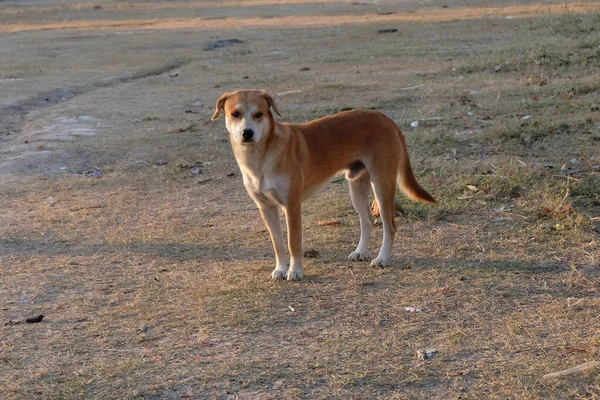 Close up thai street dog — Stock Photo, Image