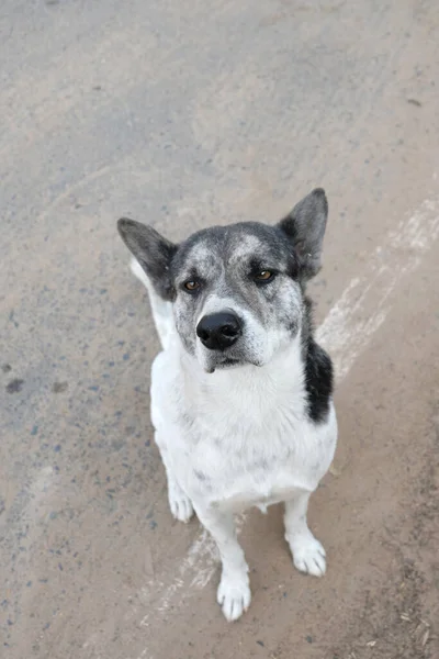 Hond Zitten Kijken Omhoog — Stockfoto