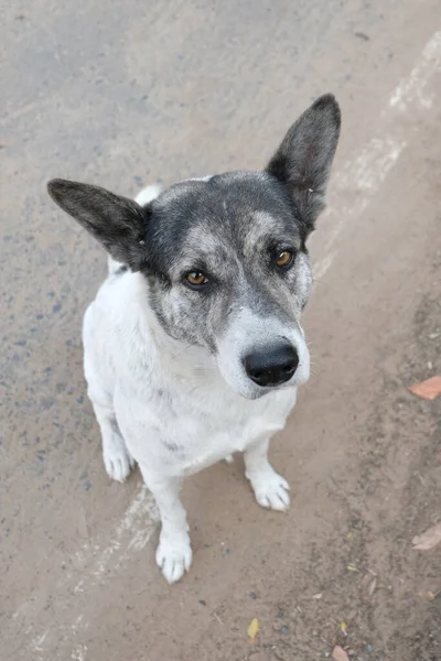 Hund Setzt Sich Und Schaut Auf — Stockfoto