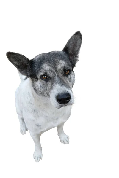 Perro Sentado Mirando Hacia Arriba Sobre Fondo Blanco —  Fotos de Stock