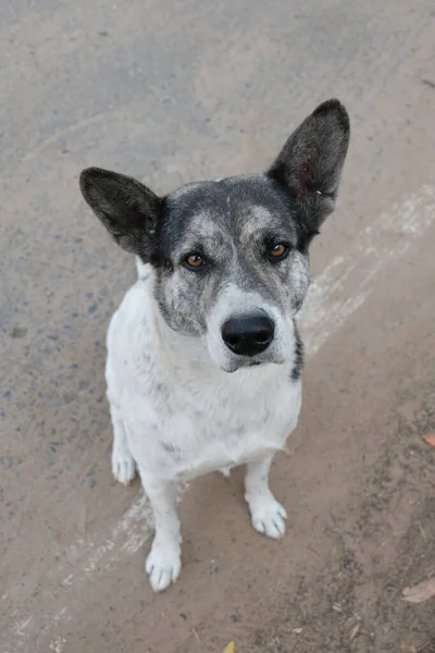 Hund Sitta Ner Och Titta Upp — Stockfoto