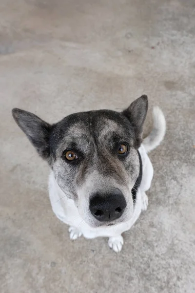 Hond Zitten Kijken Omhoog — Stockfoto