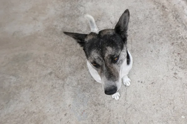 Hund Sitta Ner Och Titta Upp — Stockfoto