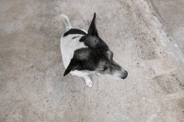 Köpek oturuyor ve bakıyor.