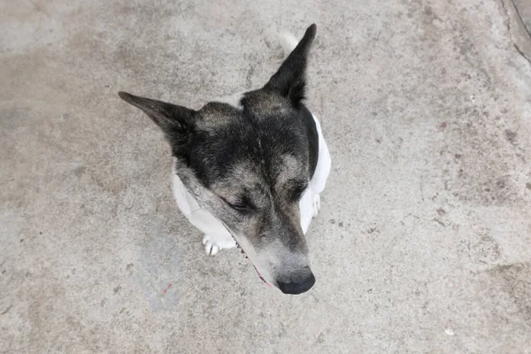 Cão Sentado Olhando Para Cima — Fotografia de Stock