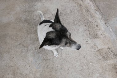 Köpek oturuyor ve bakıyor.