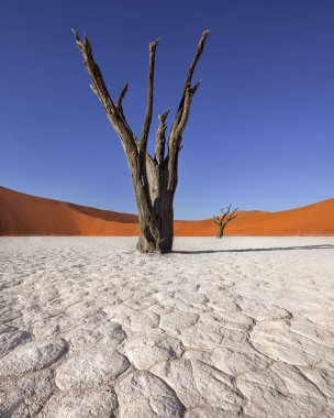 Ölü akasya ağaçları ve kırmızı Dunes Deadvlei Namib Naukluft PA